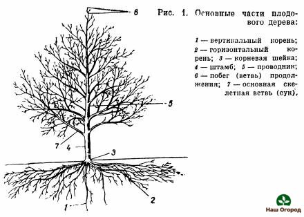 описание плодовых деревьев