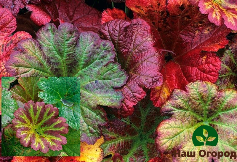 Разноцветные листья Дармеры