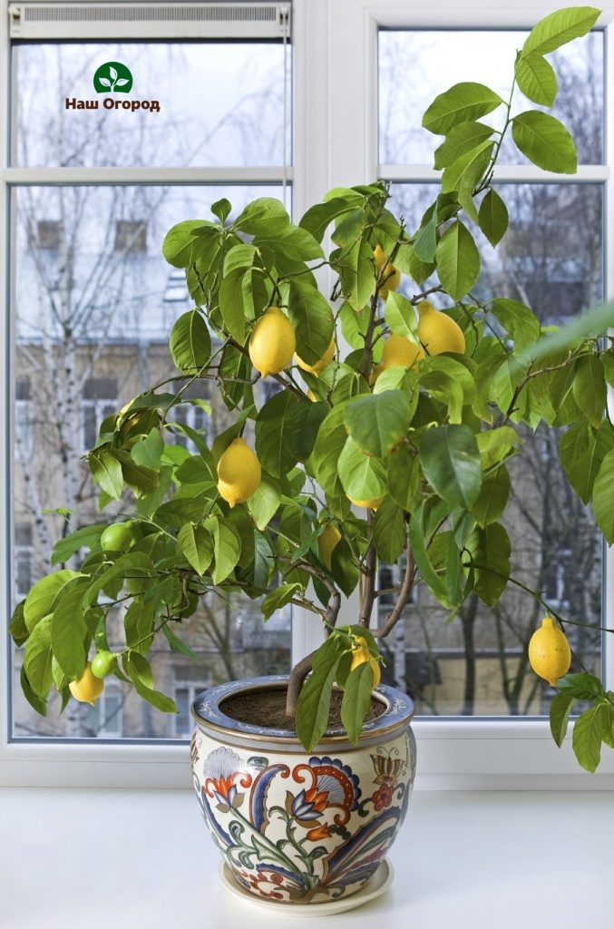 Из косточек и выращивают лимонные деревья.