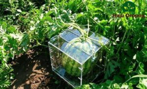 Чтобы арбузы выросли квадратными, их нужно поместить в специальный квадратный куб