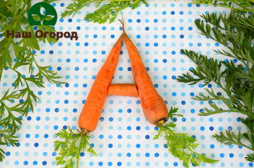 Большое количество витамина А в моркови делает этот корнеплод очень полезным для здоровья