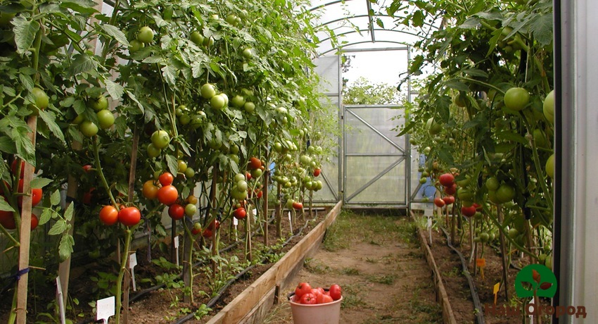 Выращивание томатов в парнике