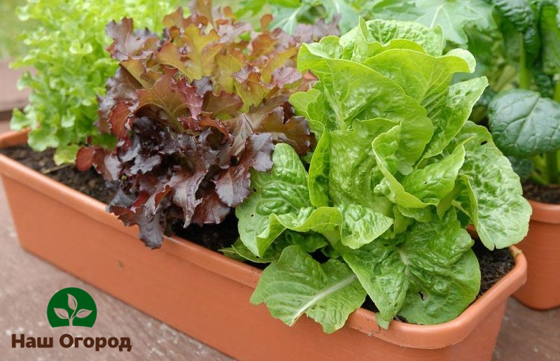 Листовой салат в специально предусмотренных ящичках