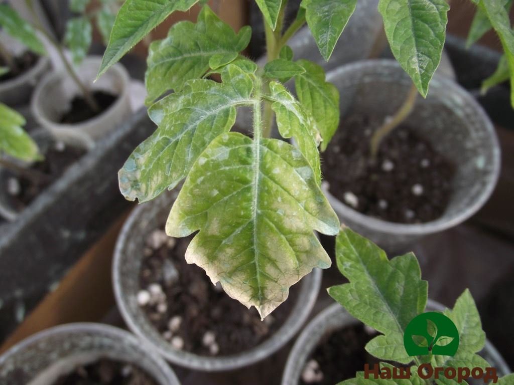 Бледные листья томатов - один из признаков дефицита йода у растений
