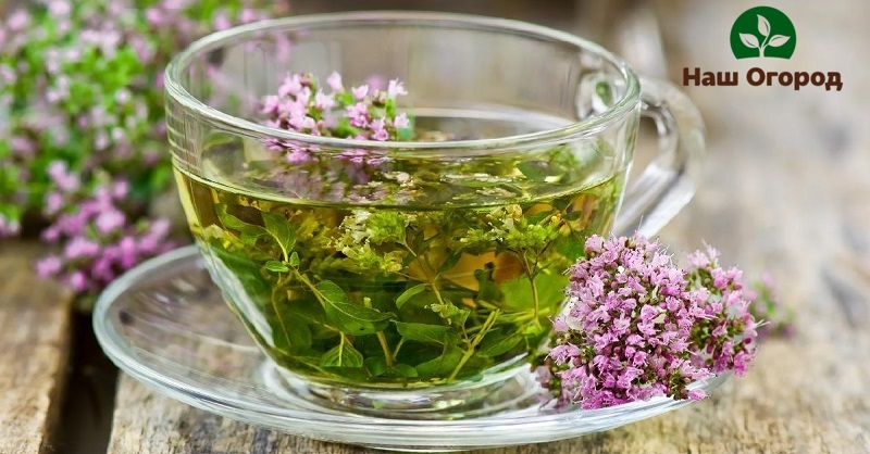 Душица - очень полезная пряность, поэтому из неё принято настаивать травяные лечебные чаи