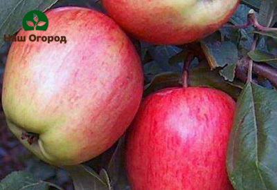 Яблоки сорта "Летнее полосатое"