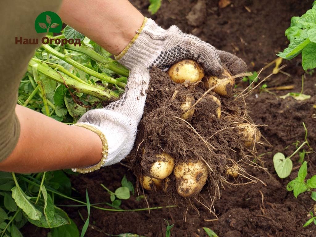Высокий урожай картофеля напрямую зависит от правильной технологии её выращивания.