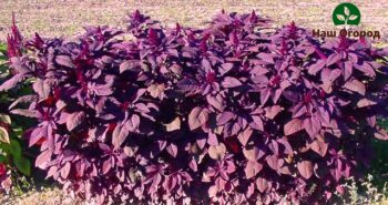 Сорт амаранта "Валентина" с бордовыми листьями