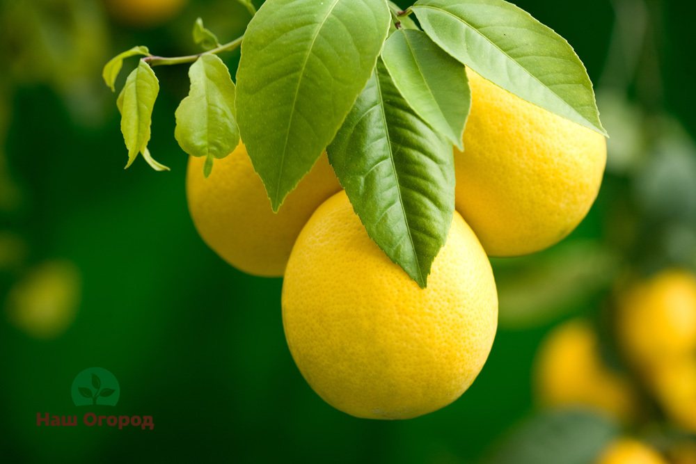 Лимон богат различными витаминами, которые хорошо сказываются на организме человека.
