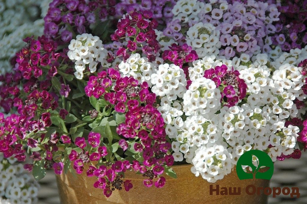 Лобулярия также, благодаря своей расцветке, станет отличным элементом для создания "нежного лета" на Вашем огороде