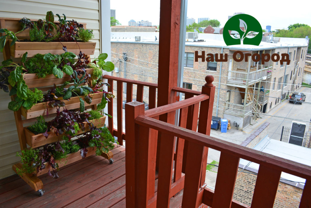 Огород можно создать и в домашних условиях — на балконе.