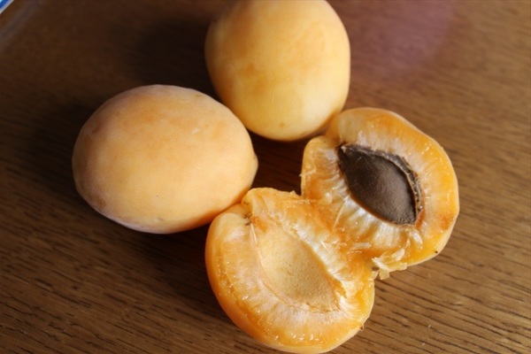 Сорт абрикоса ананасный