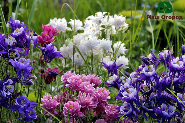 Чтобы вырастить целый цветник аквилегии, необходимо регулярно осматривать цветы на наличие вредителей