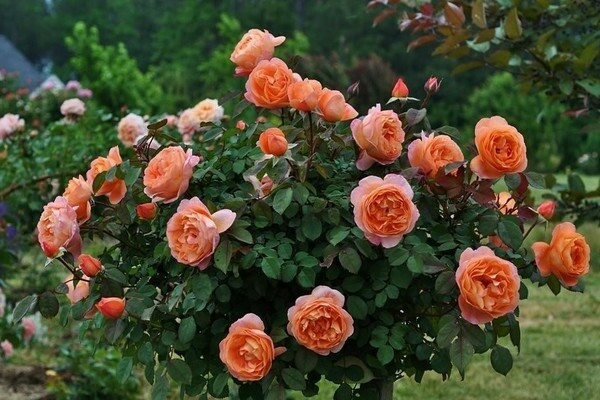 английские розы 