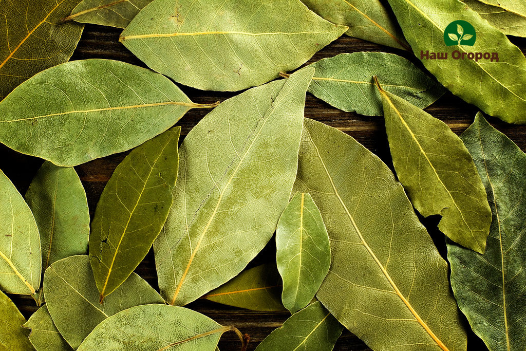 Листья лавра считаются очень известными, их употребляют в основном как приправу к пище и в качестве пряности.