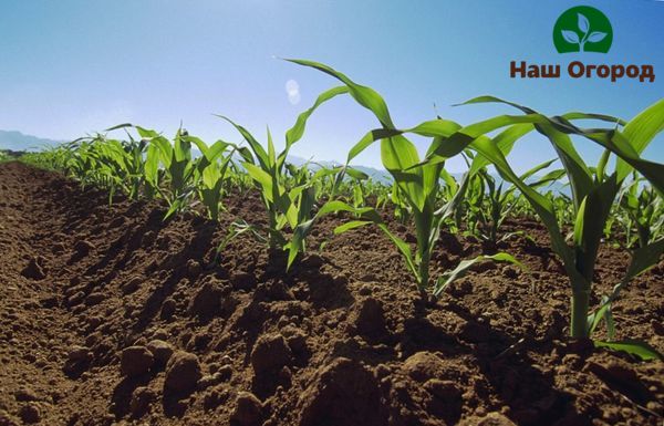 Кукуруза: секреты посадки, ухода в открытом грунте и сбора семян