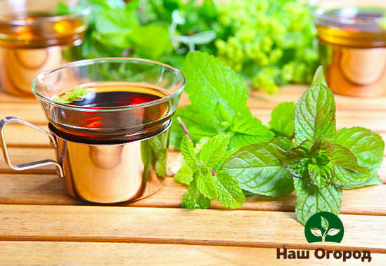 Чай из мелиссы очень эффективен при простуде и стрессах