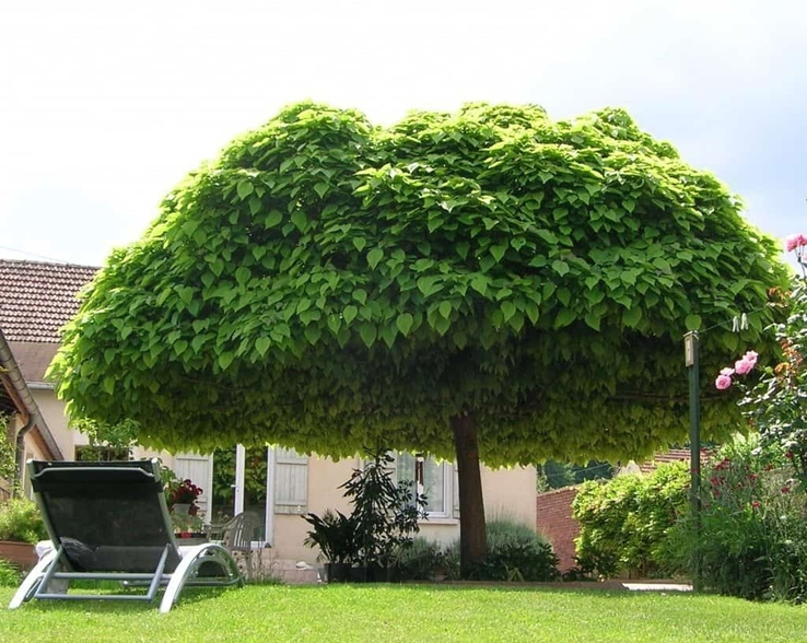 дерево катальпа