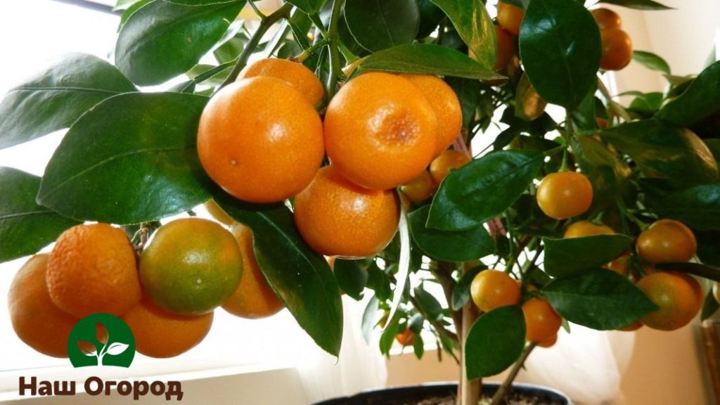 При выращивании фруктового дерева в домашних условиях может потребоваться установка дополнительного освещения
