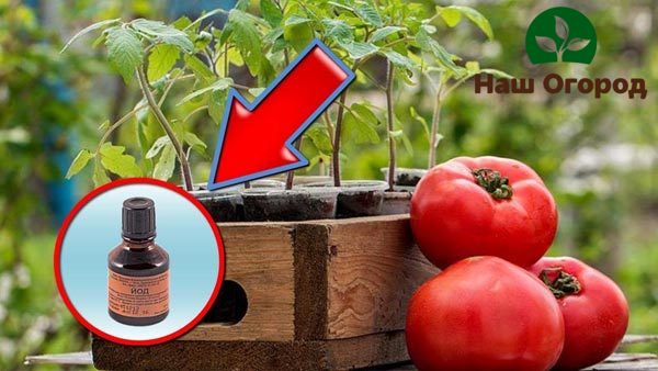 Корневые подкормки для томатов следует проводить несколько раз за сезон, в зависимости от стадии развития растения