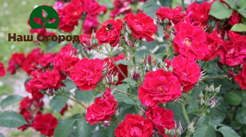 Розы флорибунда могут дать пышное цветение в несколько волн