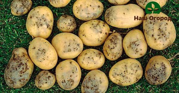 Урожай картофеля, поврежденный проволочником