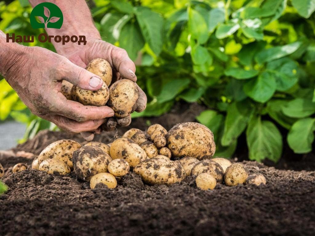 Подготовка картофеля к посадке: ТОП секреты подготовки клубней