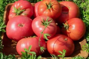 крупноплодные сорта томатов