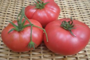 фото томатов крупноплодных