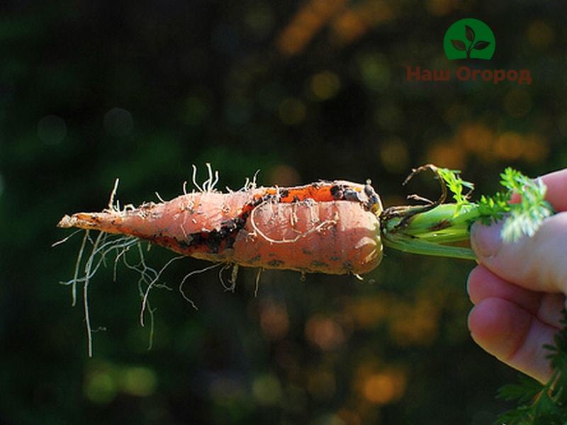 Удобрение для посадки моркови следует вносить с осторожностью.