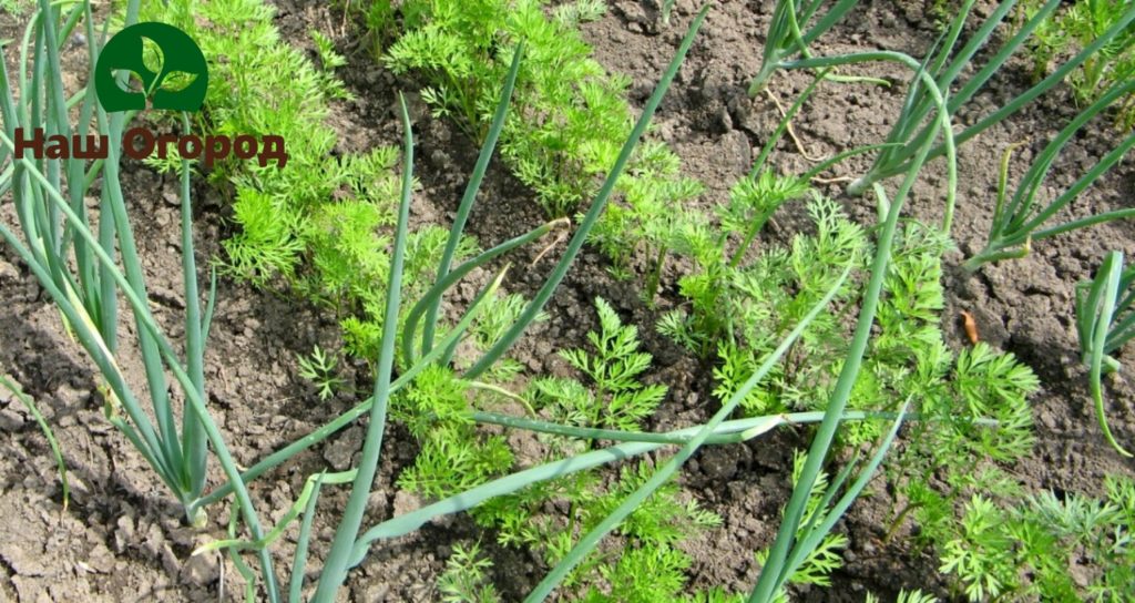 Выращивание лука и моркови на одной грядке - не только неплохое решение. Эти две культуры способны помочь в борьбе с вредителями друг другу.