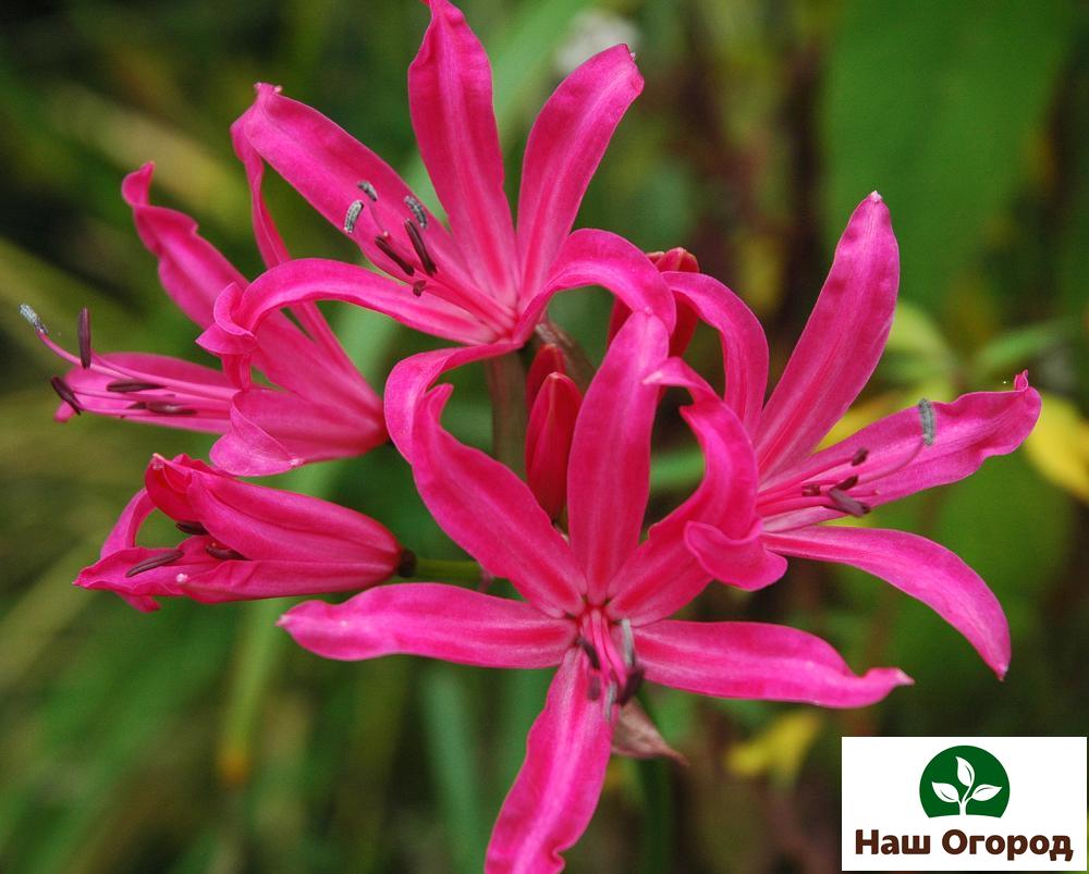 цветочные луковицы Лилия паук - это эффектное растение, будет прекрасным украшением вашего сада.