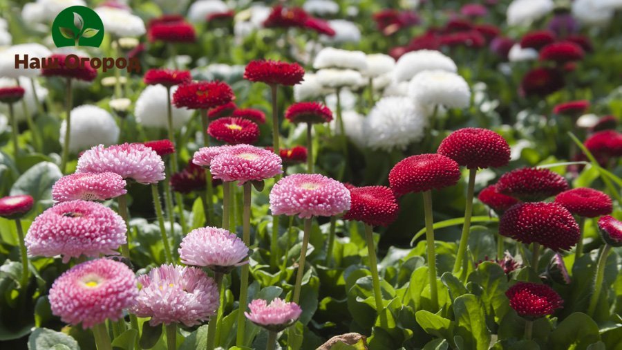 Маргаритки - не только красивые цветы на Вашем огороде. Они также способны принести пользу для Вашего организма
