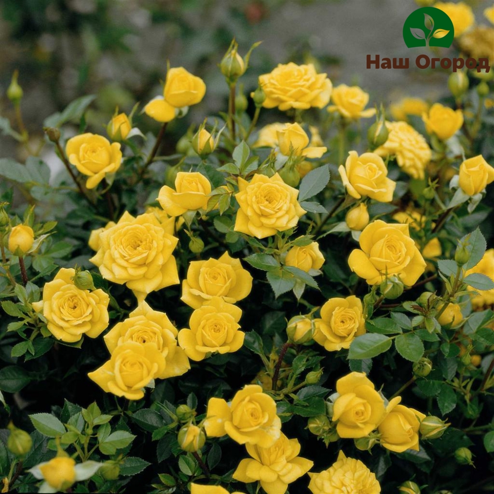 желтый сорт миниатюрных роз "Еллоу Бентам "