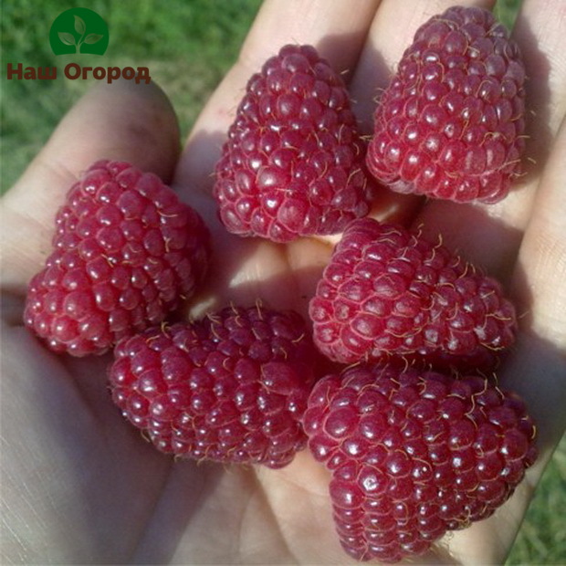 Крупные ягоды сорта "Поклон Казакову"
