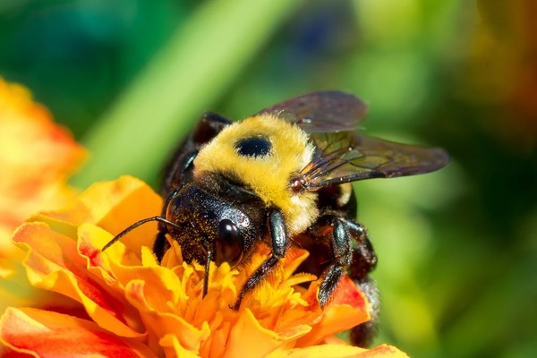 Полезные насекомые пчелы