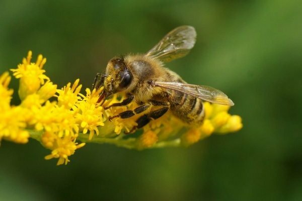 препарат пчелка