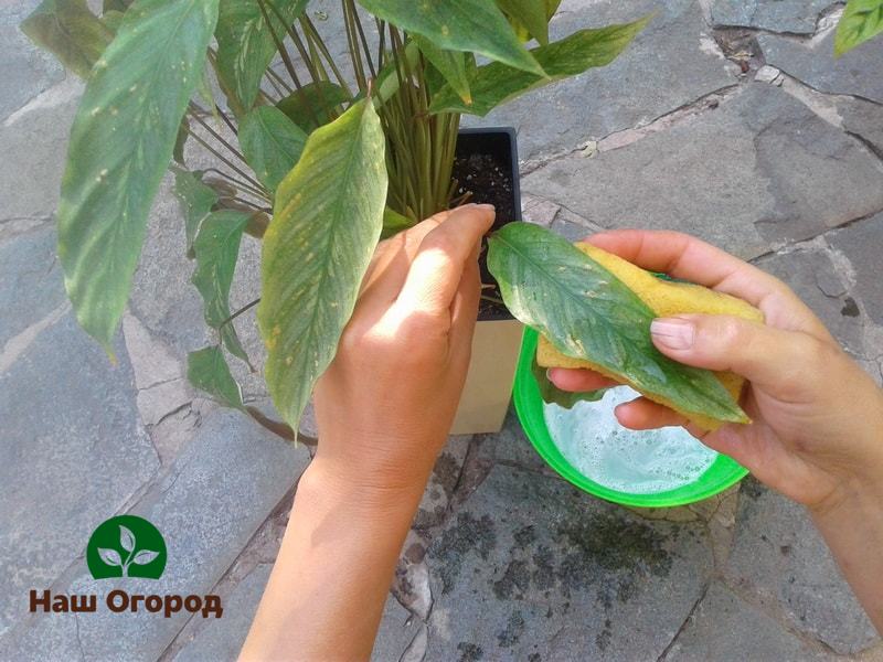 Обработка листьев растений хозяйственным мылом поможет растению не подвергнуться нападению садовых вредителей