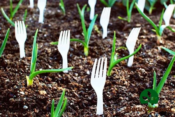 Пластиковые вилки смогут защитить Ваш урожай от прожорливых грызунов