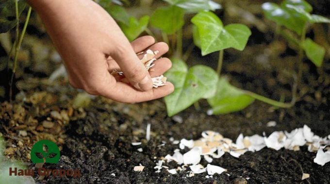 Удобрение почвы при помощи яичной скорлупы сможет предотвратить развитие серой гнили