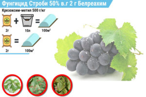 строби для винограда
