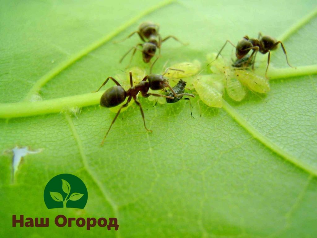 Муравьи и тля - неразлучная пара насекомых, поэтому избавиться от муравьев Вы сможете, устранив с огорода тлю