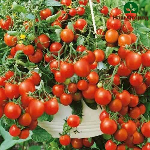 Сорт томатов "Балконное чудо" предназначен для выращивания дома