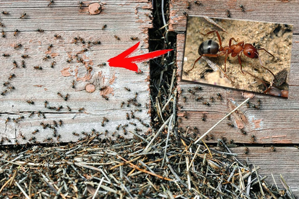 Вредители на огурцах: нашествие муравьев