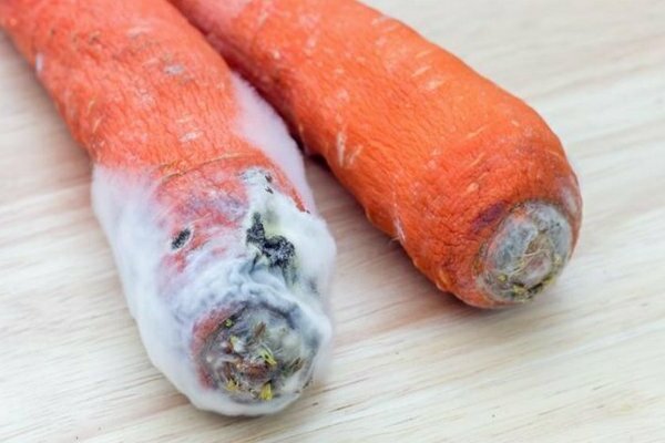 вредители и болезни моркови