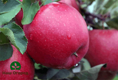 Яблоки сорта "Медовый хруст" имеют очень привлекательный внешний вид