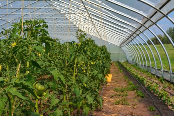  подкормка томатов в теплице в период цветения