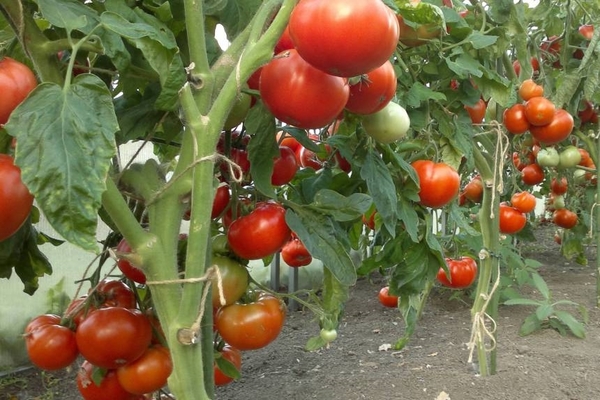 подкормка томатов во время плодоношения в теплице