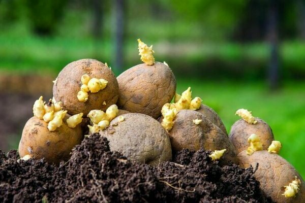 технология выращивания раннего картофеля