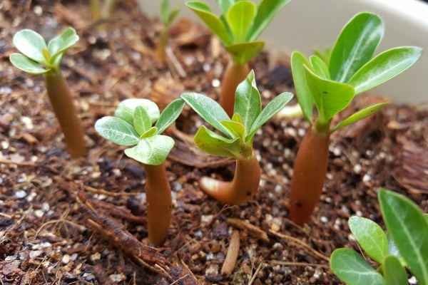 адениумы из семян выращивание
